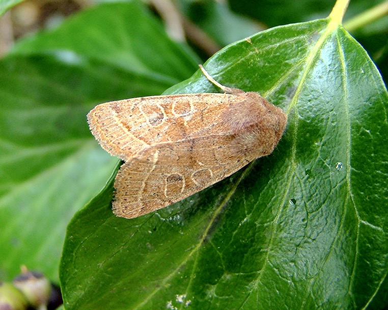 common quaker